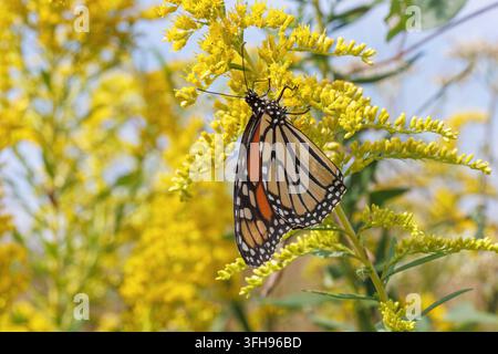 Un papillon monarque (Danaus Plexippus) sur des fleurs de verge d'or (Solidago) dans le comté de Lee, Iowa Banque D'Images