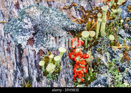 Lichen en coupe et lichen orange sur une vieille souche d'arbre Banque D'Images