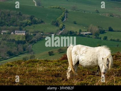 Un poney sauvage broute sur la lande de Longmynd, dans le Shropshire, avec une vue sur les terres agricoles verdoyantes des Shropshire Hills, en Angleterre. Banque D'Images