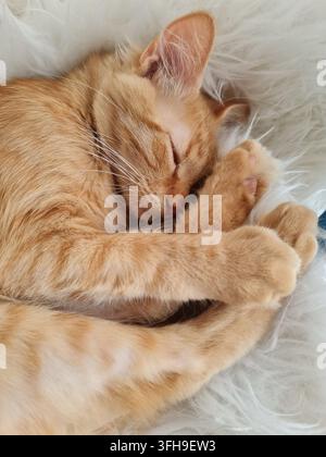 Chat roux endormi reposant confortablement sur une couverture blanche et douce Banque D'Images
