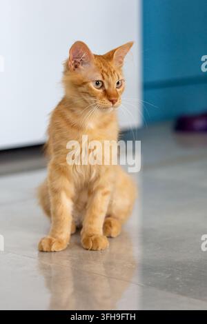 Chaton gingembre assis à l'intérieur sur un sol clair Banque D'Images