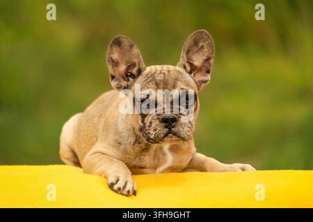Petit chiot bouledogue français merle fawn allongé sur une couverture jaune Banque D'Images