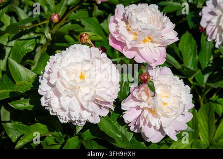 Paeonia lactiflora ‘Raspberry Sundae’, une pivoine parfumée aux grandes fleurs blanches crème et pleines. Des gouttes d’eau fraîches accentuent les pétales froissés. Banque D'Images