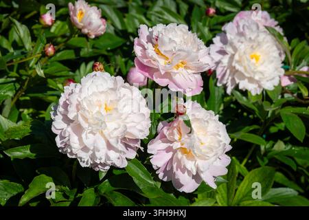 Paeonia lactiflora ‘Raspberry Sundae’, une pivoine parfumée aux grandes fleurs blanches crème et pleines. Des gouttes d’eau fraîches accentuent les pétales froissés. Banque D'Images