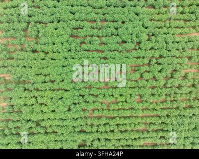 Vue aérienne d'une plantation de manioc verte cultivée sur des terres tropicales pendant la saison des pluies, culture alimentaire tolérante à la sécheresse. Agriculture durable, nourriture se Banque D'Images