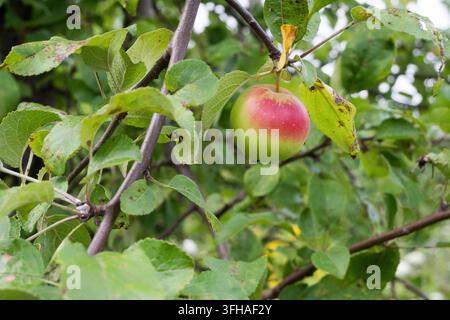Une pomme verte avec une touche rouge suspendue à une branche parmi des feuilles vertes. La lumière naturelle du jour met en valeur le fruit frais dans un verger de jardin d'été paisible sc Banque D'Images
