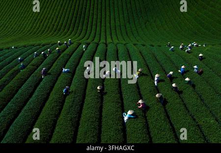 Vue aérienne par le dessus des fermiers locaux récoltant des feuilles de thé sur des collines de thé vertes et luxuriantes à Moc Chau, Son La, Vietnam. Banque D'Images