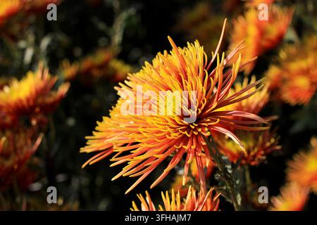 Fleur de chrysanthème radiale orange et jaune avec des pétales fins et aiguës, fleurissant sous la lumière directe du soleil d'automne. Banque D'Images