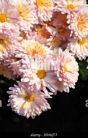 Photographie en gros plan vertical d'un groupe de fleurs de chrysanthème rose pastel doux avec des centres jaunes en pleine floraison dans un jardin d'automne. Banque D'Images