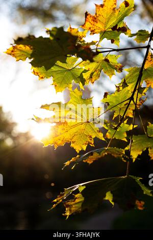 Feuilles d'érable jaune-vert éclairées par derrière par un éblouissant rayon de soleil dans un parc automnal. Banque D'Images