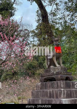 Statue de renard kitsune en pierre tenant une clé dans sa gueule avec des fleurs de prunier roses en fleurs au Fushimi Inari Taisha à Kyoto, Japon. Banque D'Images