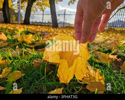 Main tenant une feuille d'érable jaune sur une pelouse automnale dans un parc. Banque D'Images