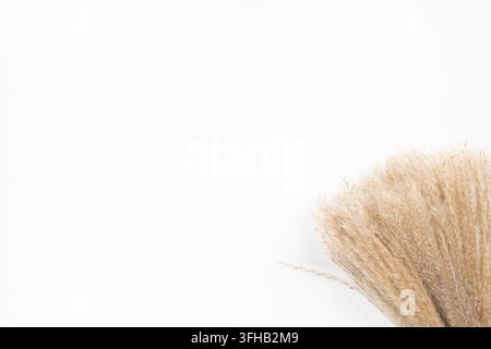 Photo botanique éco premium minimaliste de roseau de Pampas séché à texture duveteuse sur fond blanc isolé avec espace de copie horizontal Banque D'Images