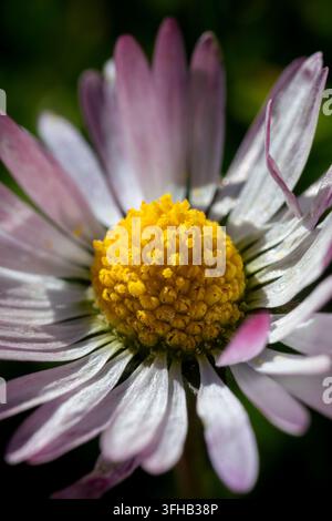Extrême macro rapprochée d'un marguerite blanche à pointe rose avec un centre pollinique jaune vif orienté vers la caméra. Banque D'Images