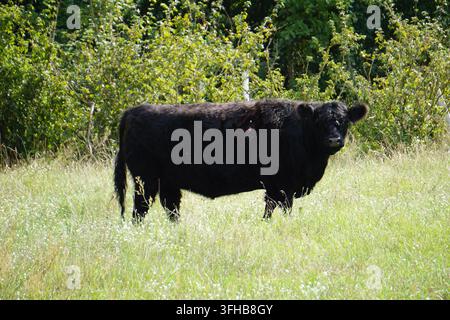 Image d'une vache noire Aberdeen Angus debout dans un pré à Schönower Heide, Brandebourg, Allemagne Banque D'Images