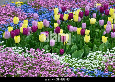 Parterre de tulipes vibrantes et colorées avec des fleurs jaunes, violettes et roses Banque D'Images