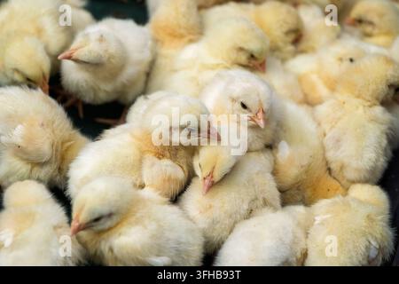 Vue rapprochée de poussins jaunes et duveteux rassemblés créant un fond naturel de ferme et d'agriculture avec une texture douce et un espace de copie suita Banque D'Images