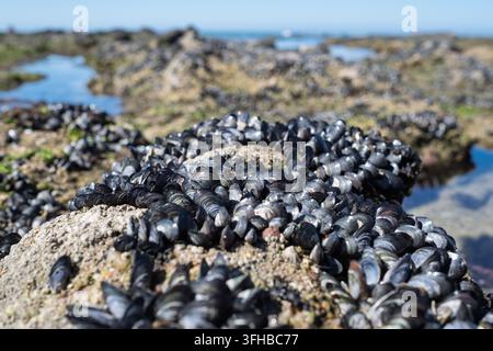 Colonie sauvage de moules noires attachées aux rochers dans une mare de marée pendant la basse mer Banque D'Images