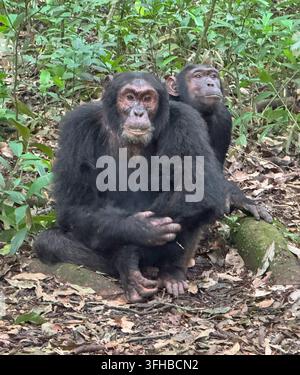 Deux chimpanzés sauvages assis sur le sol de la forêt du parc national de Kibale, Ouganda. Chimpanzé commun (Pan troglodytes) se reposant dans la forêt tropicale humide Banque D'Images