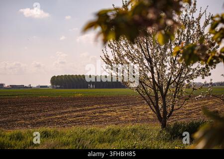 Arbre fruitier en fleurs au premier plan surplombant des champs fraîchement labourés et des pâturages verts, horizon bordé de peupliers avec des bâtiments agricoles lointains sous un b Banque D'Images