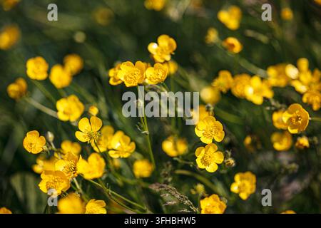 Les fleurs de bouton d'or jaunes éclosent dans une prairie verte sous la lumière chaude du soleil printanier, capturant la vitalité saisonnière fraîche et la beauté délicate des fleurs sauvages avec douceur Banque D'Images