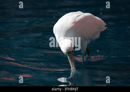 Spatéle d'Afrique (Platalea alba) plongeant son bec caractéristique en forme de cuillère dans l'eau bleu foncé pour filtrer sa nourriture. Banque D'Images