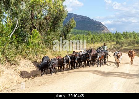 Un jeune fermier conduisant un troupeau de vaches le long de la route de terre T372 à Tsumba près du village de Chiphazi (Chipasi) près de Dedza au Malawi, en Afrique Banque D'Images