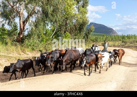 Un jeune fermier conduisant un troupeau de vaches le long de la route de terre T372 à Tsumba près du village de Chiphazi (Chipasi) près de Dedza au Malawi, en Afrique Banque D'Images