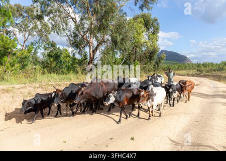 Un jeune fermier conduisant un troupeau de vaches le long de la route de terre T372 à Tsumba près du village de Chiphazi (Chipasi) près de Dedza au Malawi, en Afrique Banque D'Images