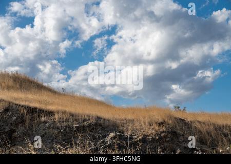 Une colline herbeuse dorée et baignée de soleil s'élève vers un ciel bleu vif rempli de nuages blancs duveteux, mettant en valeur un terrain rural sec et un f partiellement ombragé Banque D'Images