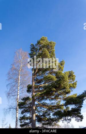 Une vue en contre-plongée capture un pin toujours vert de grande taille avec une bouleau déciduaire élancé, contrastant leur feuillage contre un ciel bleu clair vif, id Banque D'Images