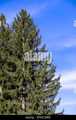 Un arbre à feuilles persistantes majestueux avec un feuillage vert dense s'étirant vers un ciel bleu éclatant, représentant la croissance, la pureté et l'ambiance paisible de Banque D'Images
