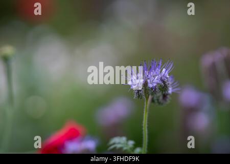 Phacelia tanacetifolia, communément appelée phacélie lacée ou tanaisie pourpre, avec des fleurs délicates bleu lavande disposées en grappe enroulée. Banque D'Images