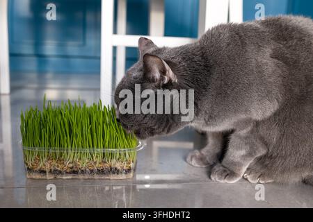 Chat gris mangeant de l'herbe fraîche pour chats à l'intérieur Banque D'Images