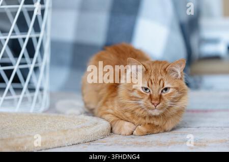 Chat gingembre couché sur le sol à l'intérieur Banque D'Images