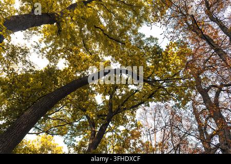 Une photographie dramatique en contre-plongée regardant directement vers la canopée dense d'une forêt d'automne. Le tronc puissant et noueux d'un grand chêne domine Banque D'Images
