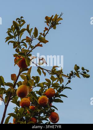 Des oranges ensoleillés s'amoncellent parmi des feuilles vertes sur une branche d'arbre citronnier, photographiés de bas contre un ciel bleu clair. Banque D'Images