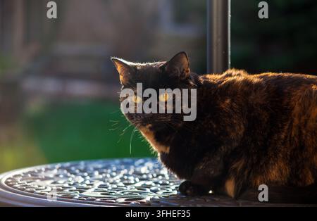 jolie chatte écaille de tortue assise sur la table du jardin Banque D'Images