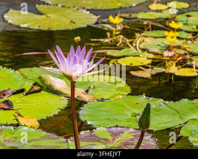 Un lys d'eau violet vif s'élève au-dessus d'un vaste lit de nénuphars verts à la surface de l'eau, avec des fleurs jaunes visibles au loin. Banque D'Images