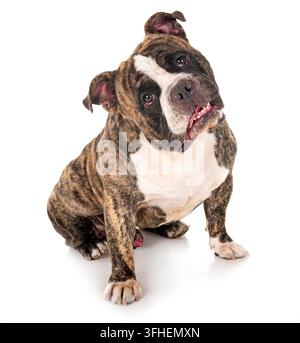 Homme american bully in front of white background Banque D'Images