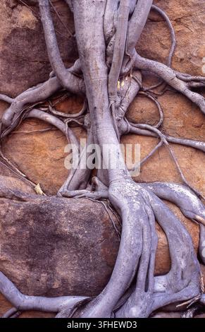 GROS PLAN DE RACINES D'ARBRES DÉCOUVERTES CROISSANT LE LONG D'UNE FAUTE DE CALCAIRE DANS LE KINGS CANYON, PARC NATIONAL DE WATARRKA, TERRITOIRE DU NORD, AUSTRALIE. Banque D'Images