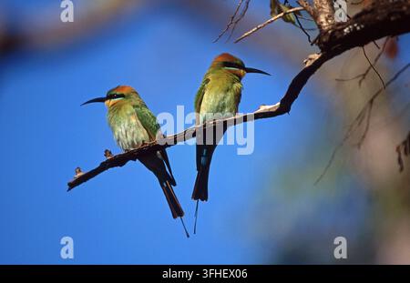MARTINETS ARC-EN-CIEL (MEROPS ORNATUS) PERCHÉ SUR UNE BRANCHE D'ARBRE, PARC NATIONAL DE KAKADU, TERRITOIRE DU NORD. AUSTRALIE. Banque D'Images