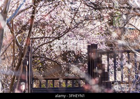 Fleurs roses et clôture en bois dans une cour au printemps Banque D'Images