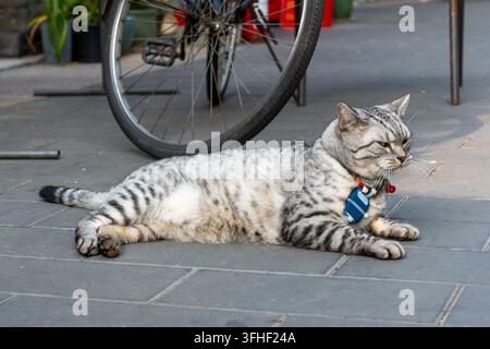 Mignonne chat American Shorthair tigré se relaxant sur le sol de la rue Banque D'Images