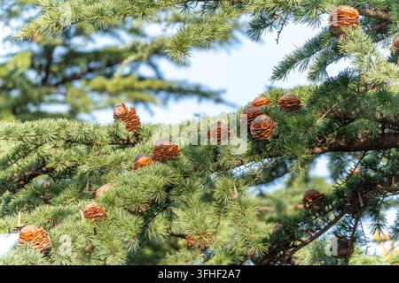 Cônes bruns matures suspendus aux branches de cèdres verts luxuriants sous un ciel ensoleillé brillant à l'extérieur Banque D'Images