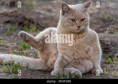 Chat orange crémeux dans une drôle de pose assise en levant les pattes, mignon et adorable Banque D'Images