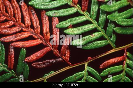 DÉTAIL PROCHE D'UNE FEUILLE DE FERN VERT ET ROUGE SUR FOND NOIR. Banque D'Images