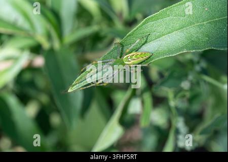 Araignée lynx verte (Peucetia viridans) sur une feuille Banque D'Images