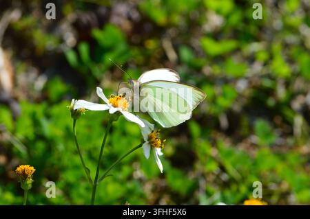 Faune de Floride Grand Blanc du Sud sur Beggerticks Banque D'Images