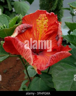Fleur d'hibiscus rouge hybride tropicale vibrante en fleur dans un jardin, gros plan, Bangalore, Inde Banque D'Images